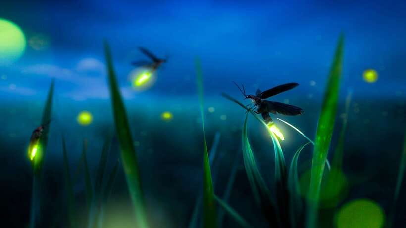 Kuala Lumpur: Kuala Selangor Firefly Tour and Dinner - Price and Value: Is $106 a Good Deal?