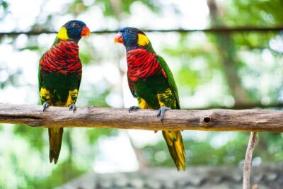 Kuala Lumpur Private Half-Day Family Tour of Nature, Birds and Butterflies - KL Butterfly Park: 5,000+ butterflies and the easiest kind of nature viewing