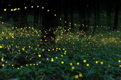 Magical Fireflies Tour - Pickup at 3:30pm: why the timing feels like a lot, and why it’s worth it