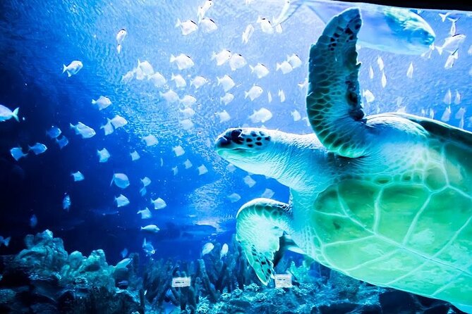 Malaysia: Aquaria KLCC Entry Ticket - Where the Experience Starts at KLCC