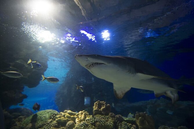 Malaysia: Aquaria KLCC Entry Ticket - Aquaria KLCC Hours: Pick the Right Time Slot