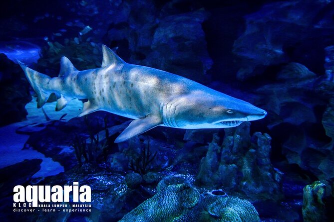 Malaysia: Aquaria KLCC Entry Ticket - The 90-Meter See-Through Tunnel: Your Must-Do Moment