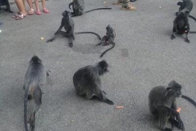 Monkey Hill, Eagle &Firefly Tour+Free Batu Caves Visit.(Per Car) - Batu Caves Stop: How to Make the Most of Your First Hour