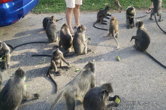 Monkey Hill, Eagle &Firefly Tour+Free Batu Caves Visit.(Per Car) - Seafood Dinner After Eagles: What You Pay and How to Plan It