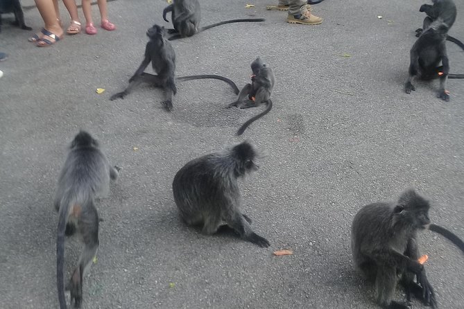 Monkey Hill, Eagle &Firefly Tour+Free Batu Caves Visit.(Per Car) - Batu Caves Stop: How to Make the Most of Your First Hour
