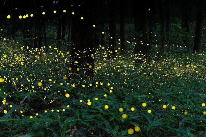 Nature’s Wonders: Kuala Selangor Fireflies & Hot Springs Tour - Price and What You’re Paying For: $116.47 With Real Inclusions