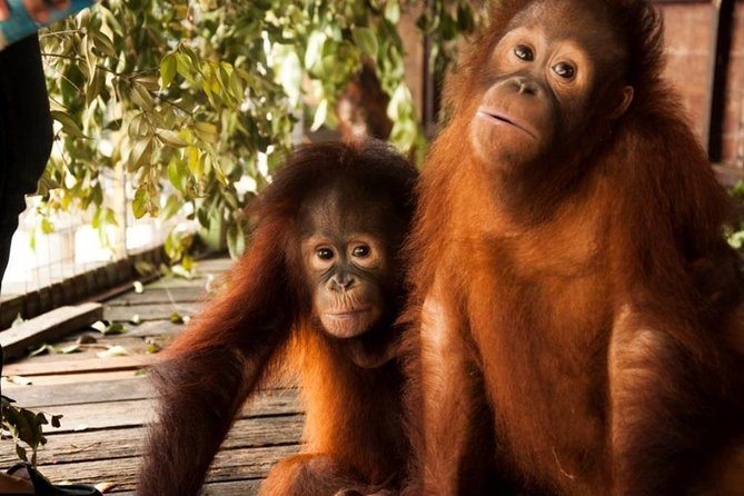 Orang Utan Island and Perak Tong Cave Temple Day Tour from Kuala Lumpur - Getting There: 7:00 AM Pickup, Air-Conditioning, and the Real Travel Time