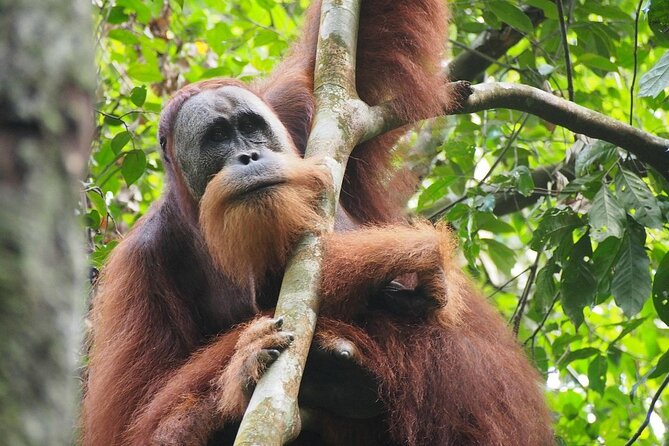 Orang Utan Island and Perak Tong Cave Temple Day Tour from Kuala Lumpur - Ferry Ride and Island Timing: Small Moments That Matter
