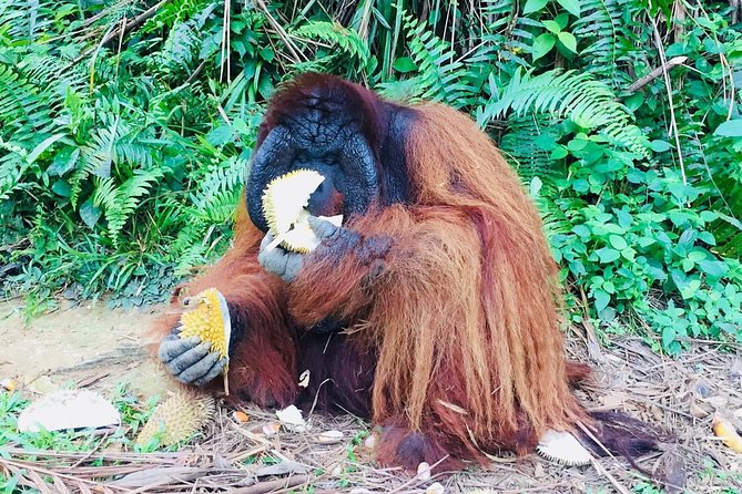 Orang Utan Island and Perak Tong Cave Temple Day Tour from Kuala Lumpur - Perak Tong Cave Temple: Murals, Grotto Atmosphere, and a Big Buddha
