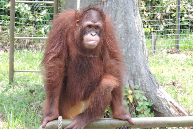 Orang Utan Island and Perak Tong Cave Temple Day Tour from Kuala Lumpur - Lunch and Comfort: What’s Included and How to Make It Easier