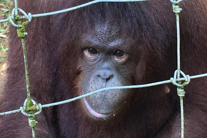 Orang Utan Island Day Tour - What to pack and how to dress for an outdoor-heavy day