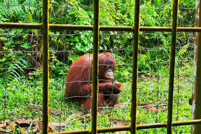 Orang Utan Island Day Tour (Bukit Merah) - Lunch, comfort, and the gear I’d bring for this kind of day
