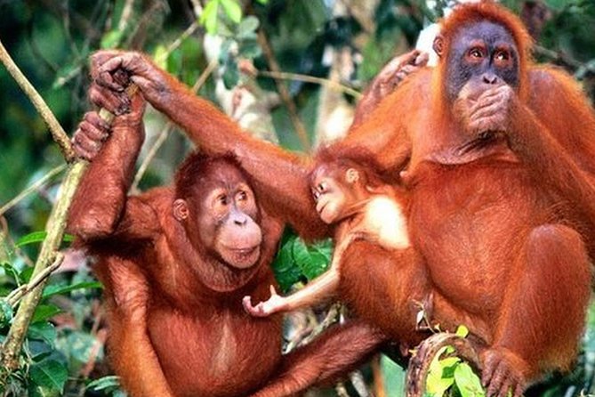 Orang Utan Island Day Tour (Private) - Quick take: what makes this tour work