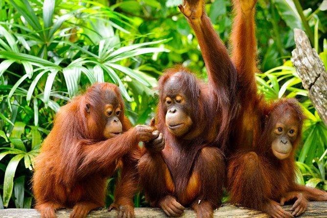 Orang Utan Island Day Tour (Private) - The early drive from Kuala Lumpur: plantations, tunnels, and road-view breaks
