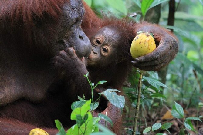 Orang Utan Island Day Tour (Private) - Taiping Lake Gardens: a calm pause that fits between big moments