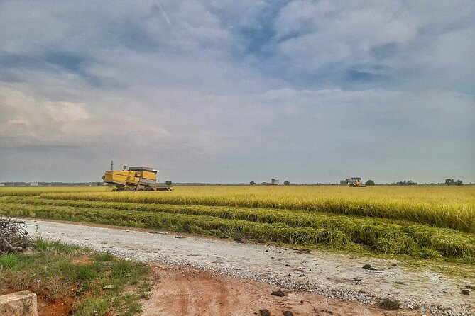 Paddy Field, Fishing Village Sekinchan DAY Tour Lunch (SIC-Shared/Join In Tour) - First Stop: Sekinchan Paddy Fields and the Rice Mill Visit