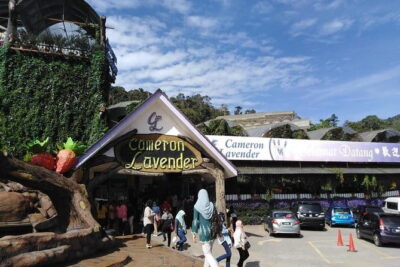 Private: Cameron Highlands 2 days 1 night Trip - Day 1 walkthrough: waterfall, tea stations, cactus stops, and a local market