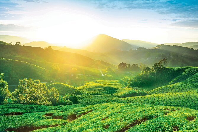 Private Full-Day Cameron Highlands Nature Tour from Kuala Lumpur - From Kuala Lumpur to Cool Cameron Highlands: What the Day Feels Like