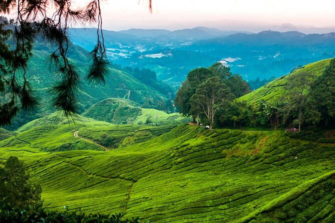 Private Full-Day Cameron Highlands Nature Tour from Kuala Lumpur - Tea Plantation Time at Cameron Bharat and Cameron Valley