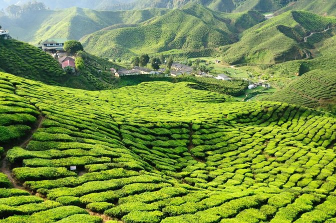Private Nature Trip to Cameron Highlands from Kuala Lumpur - Quick highlights to plan your day