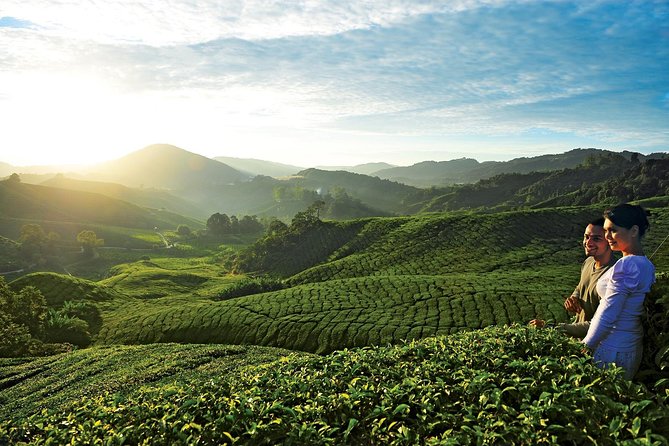 Private Nature Trip to Cameron Highlands from Kuala Lumpur - Cameron Highlands from Kuala Lumpur: what you’re really buying