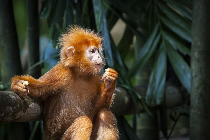 Silver Leaf Monkeys and Firefly Tour with Boat Ride and Seafood Dinner - Feeding wild silver leaf monkeys: fun with a safety edge