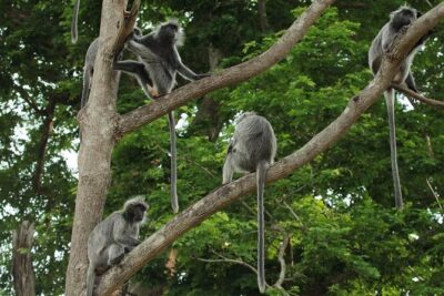 Silver Leaf Monkeys and Firefly Tour with Boat Ride and Seafood Dinner - Bukit Melawati: where silver leaf babies steal the show