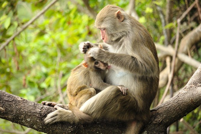 Silver Leaf Monkeys and Firefly Tour with Boat Ride and Seafood Dinner - Fireflies in Kampung Kuantan: the boat ride moment you planned for