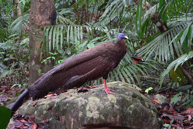 Taman Negara Day Tour with Canopy Walk - Rapids segment and the Orang Asli blowpipe demo: hands-on culture
