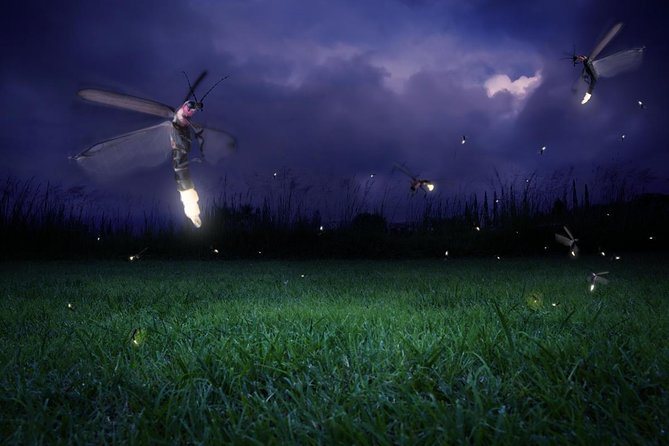 Twinkling Kuala Selangor Firefly Boat Tour from Kuala Lumpur - Key things to know before you go