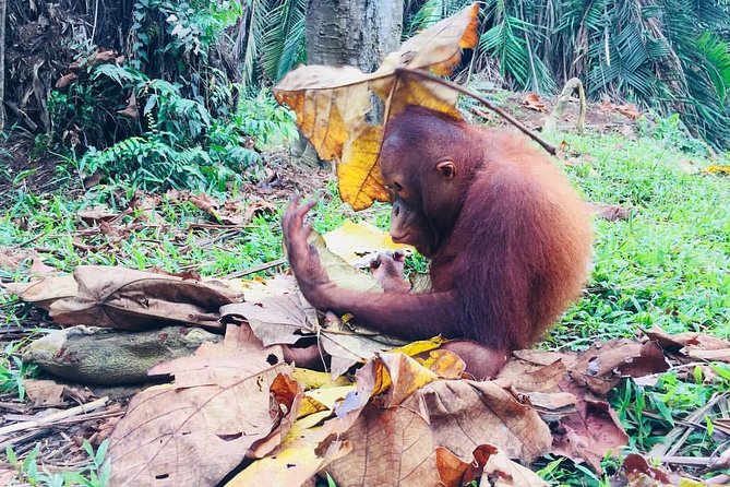 Wildlife & Wonders: Orang Utan Island + Perak Cave Temple Tour - Sam Poh Tong Cave Temple: the limestone cave stop you’ll remember