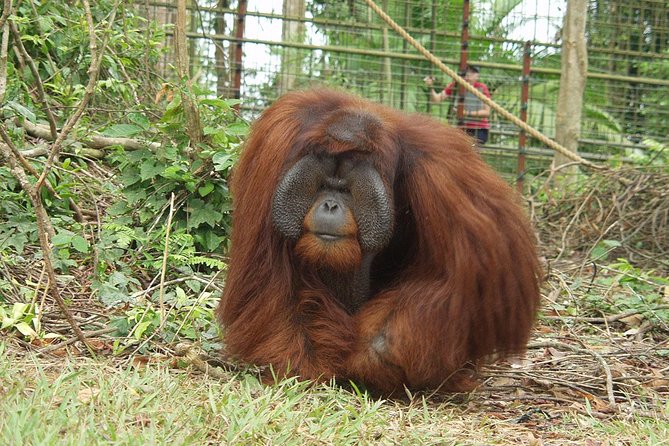 Wildlife & Wonders: Orang Utan Island + Perak Cave Temple Tour - Price and value: what $123.22 really covers