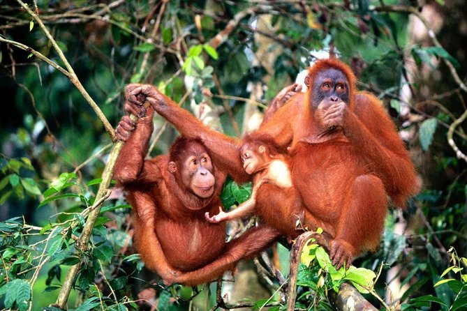 Wildlife & Wonders: Orang Utan Island + Perak Cave Temple Tour - Bukit Merah Orang Utan Island Foundation: why the first stop matters